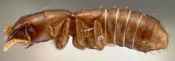 Media type: image;   Entomology 27501 Aspect: habitus lateral view